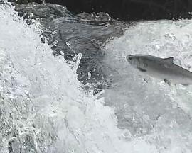 動物星球之解凍的生物