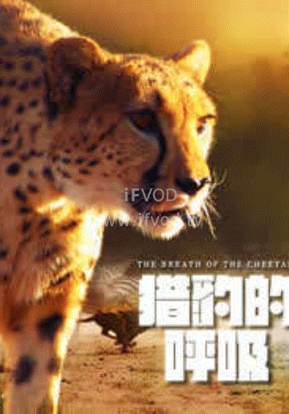 獵豹的呼吸