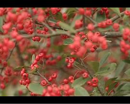 西班牙《曖昧》